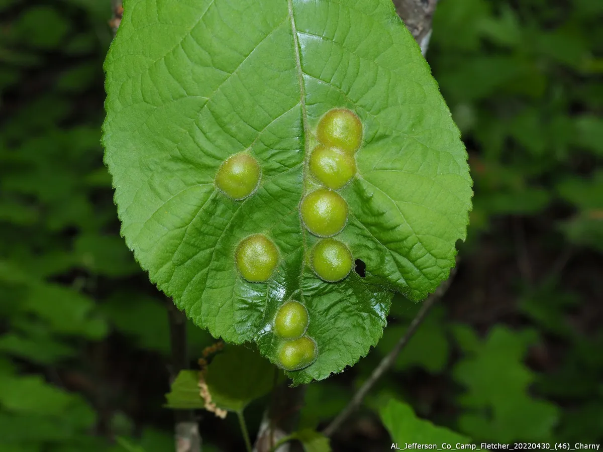 Phylloxera caryaescissa - photo 2