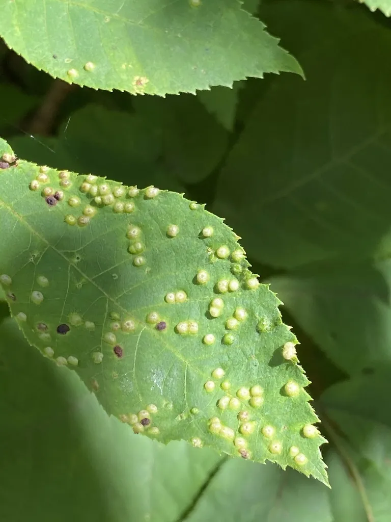 Phylloxera caryaesemen