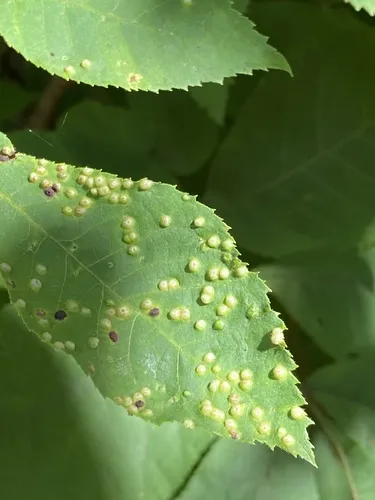 Phylloxera caryaesemen - photo 2