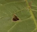 Phylloxera caryaesepta