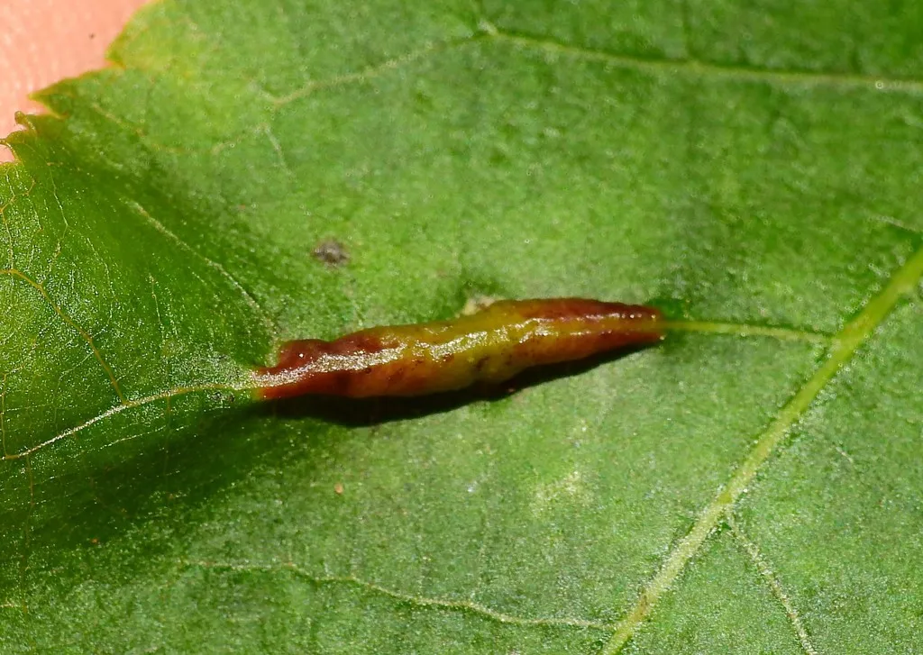 Phylloxera caryaevenae - photo 2