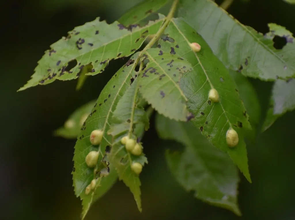 Phylloxera notabilis - photo 2