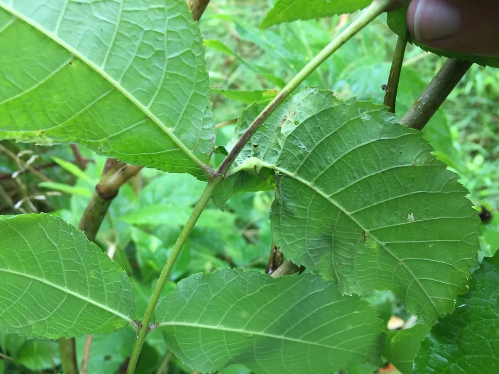 Phylloxera perniciosa