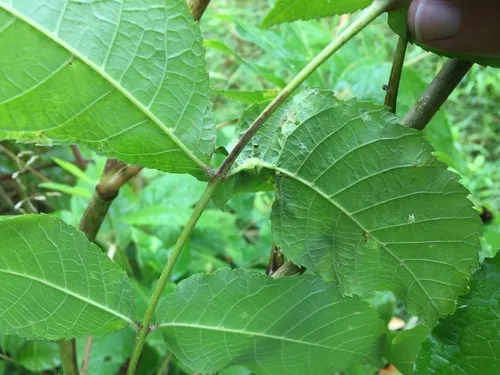 Phylloxera perniciosa - photo 2