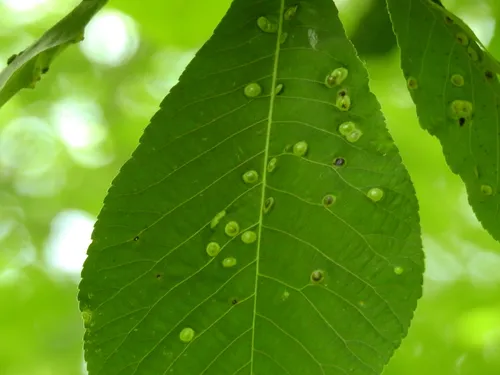 Phylloxera picta