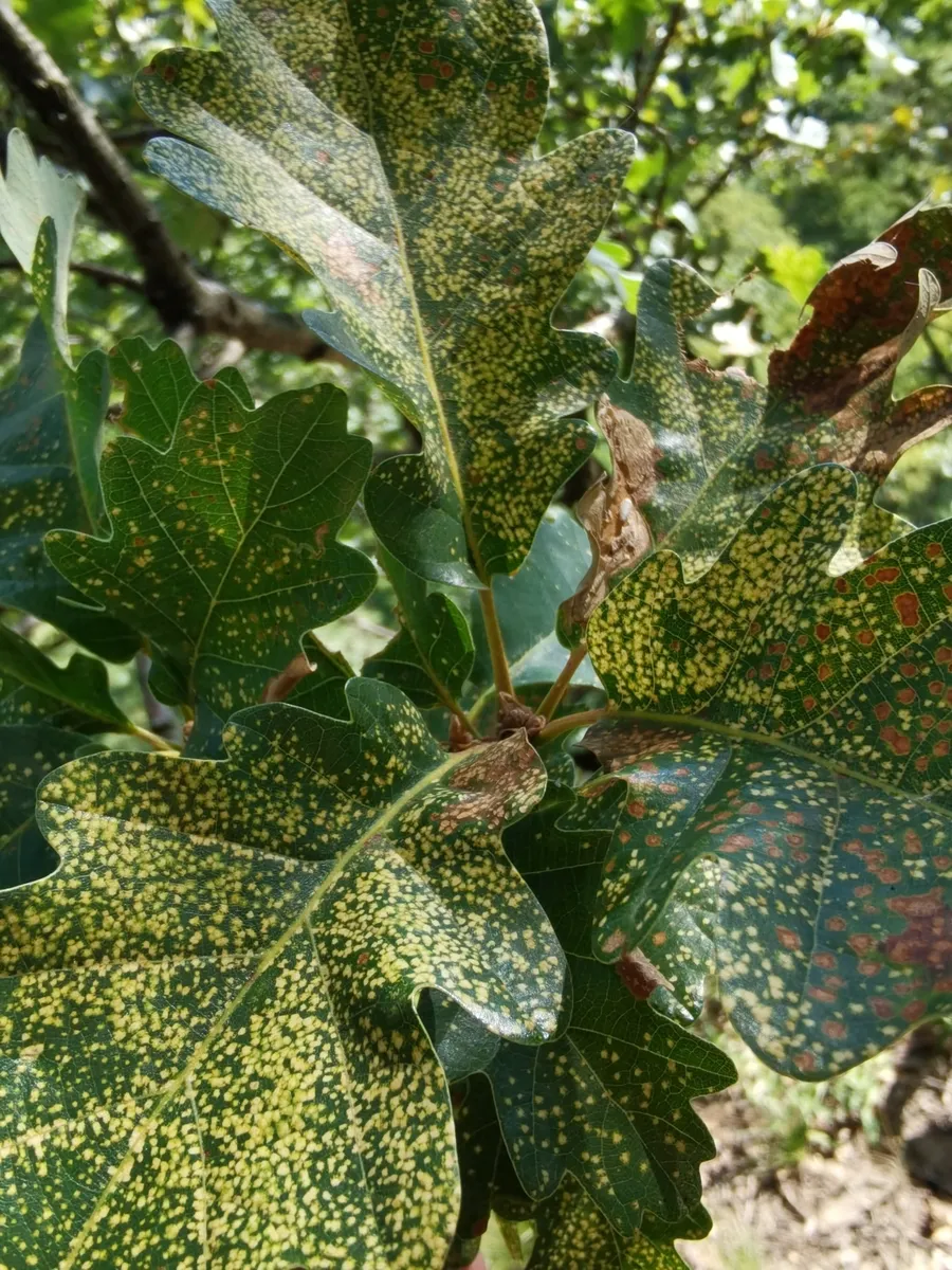 Phylloxera quercus - photo 3