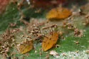 Phylloxera rileyi