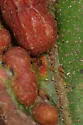 Phylloxera rileyi - photo 2