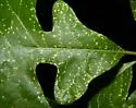 Phylloxera rileyi - photo 3