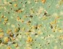 Phylloxera rileyi - photo 4