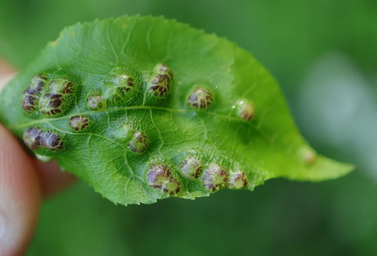Phylloxera russellae - photo 2