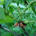 Phylloxera subelliptica
