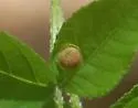 Phylloxera symmetrica