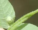 Phylloxera symmetrica - photo 2