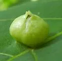 Phylloxera texana
