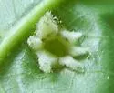 Phylloxera texana - photo 2