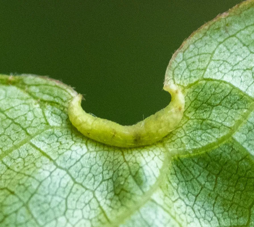 Phylloxerina nyssae