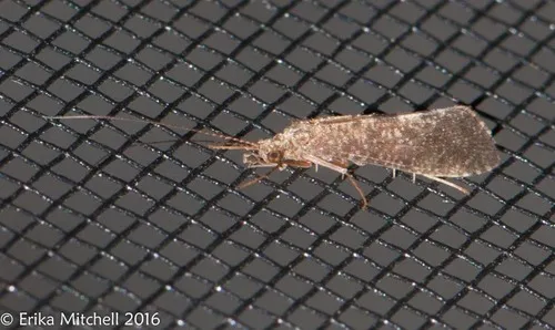 Phylocentropus placidus