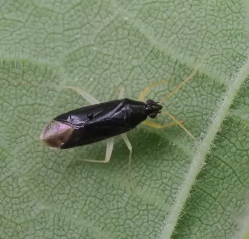 Phylus coryli - photo 2