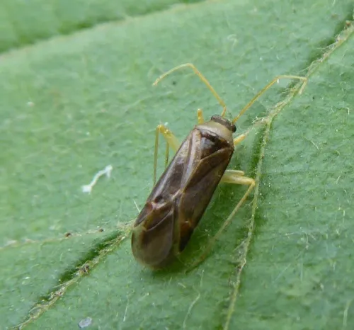 Phylus coryli - photo 3