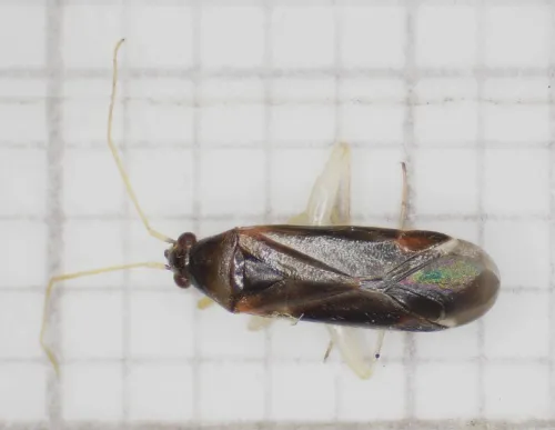Phylus coryli - photo 4