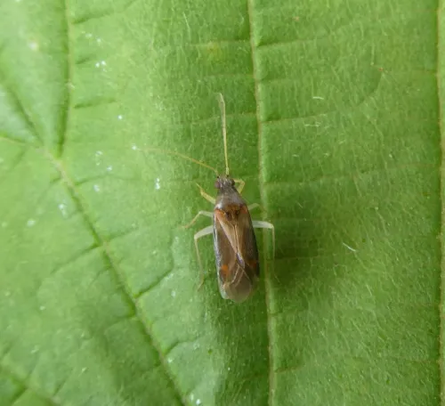 Phylus coryli - photo 5