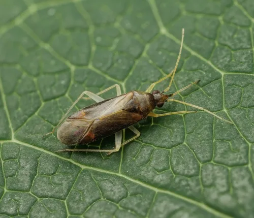 Phylus coryli - photo 6