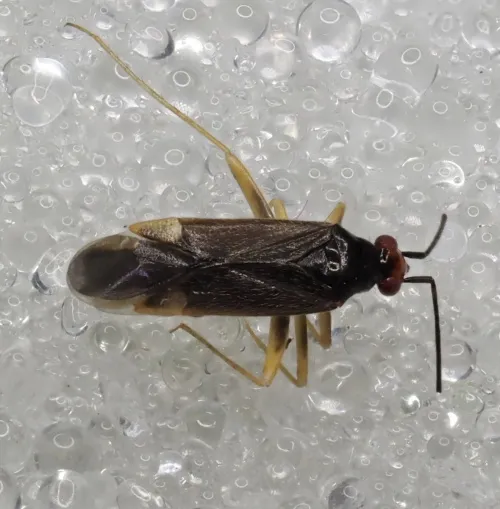 Phylus coryli - photo 7