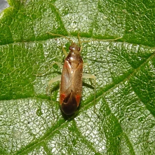 Phylus coryli - photo 8