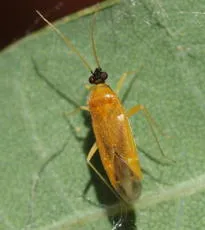 Phylus melanocephalus