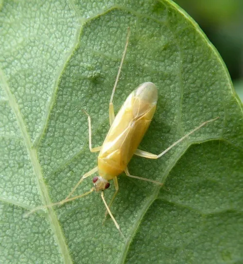 Phylus melanocephalus - photo 2