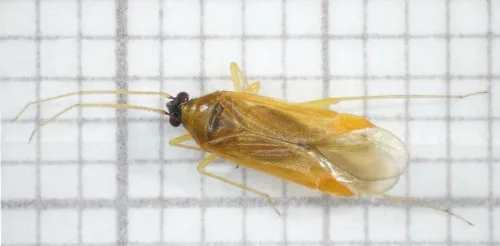 Phylus melanocephalus - photo 3