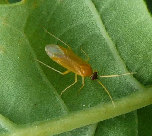 Phylus melanocephalus - photo 4