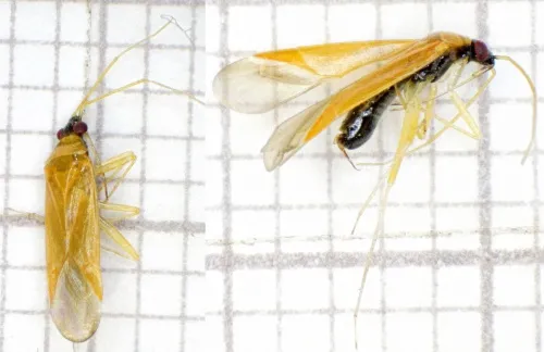 Phylus melanocephalus - photo 5
