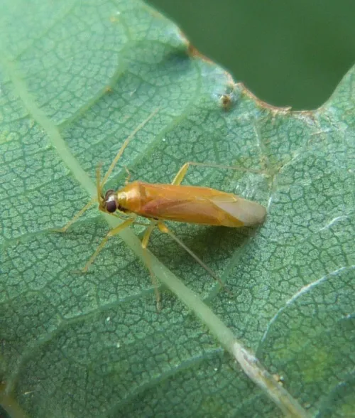 Phylus melanocephalus - photo 6