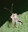 Phymacysta tumida - Phymacysta tumida