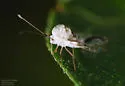 Phymacysta tumida - photo 2