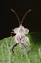 Phymacysta tumida - photo 3