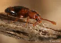 Phymaphora californica