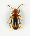 Phymaphora californica - photo 3