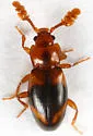 Phymaphora californica - photo 4