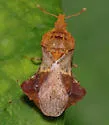 Phymata albopicta