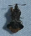 Phymata albopicta - photo 2
