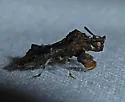 Phymata albopicta - photo 3