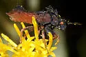 Phymata arctostaphylae - photo 2
