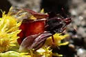 Phymata arctostaphylae - photo 3