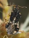 Phymata borica
