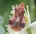Phymata borica - photo 2