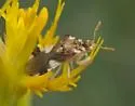 Phymata borica - photo 3