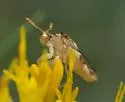 Phymata borica - photo 4